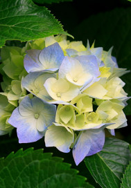 ׷����Щ��ķ绨ѩ��